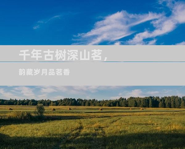 千年古树深山茗，韵藏岁月品茗香