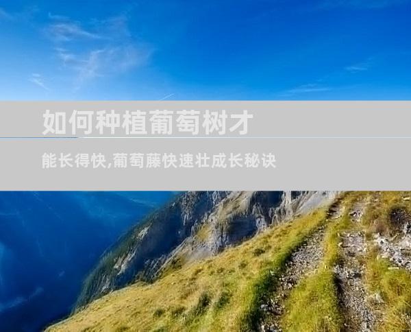 如何种植葡萄树才能长得快,葡萄藤快速壮成长秘诀